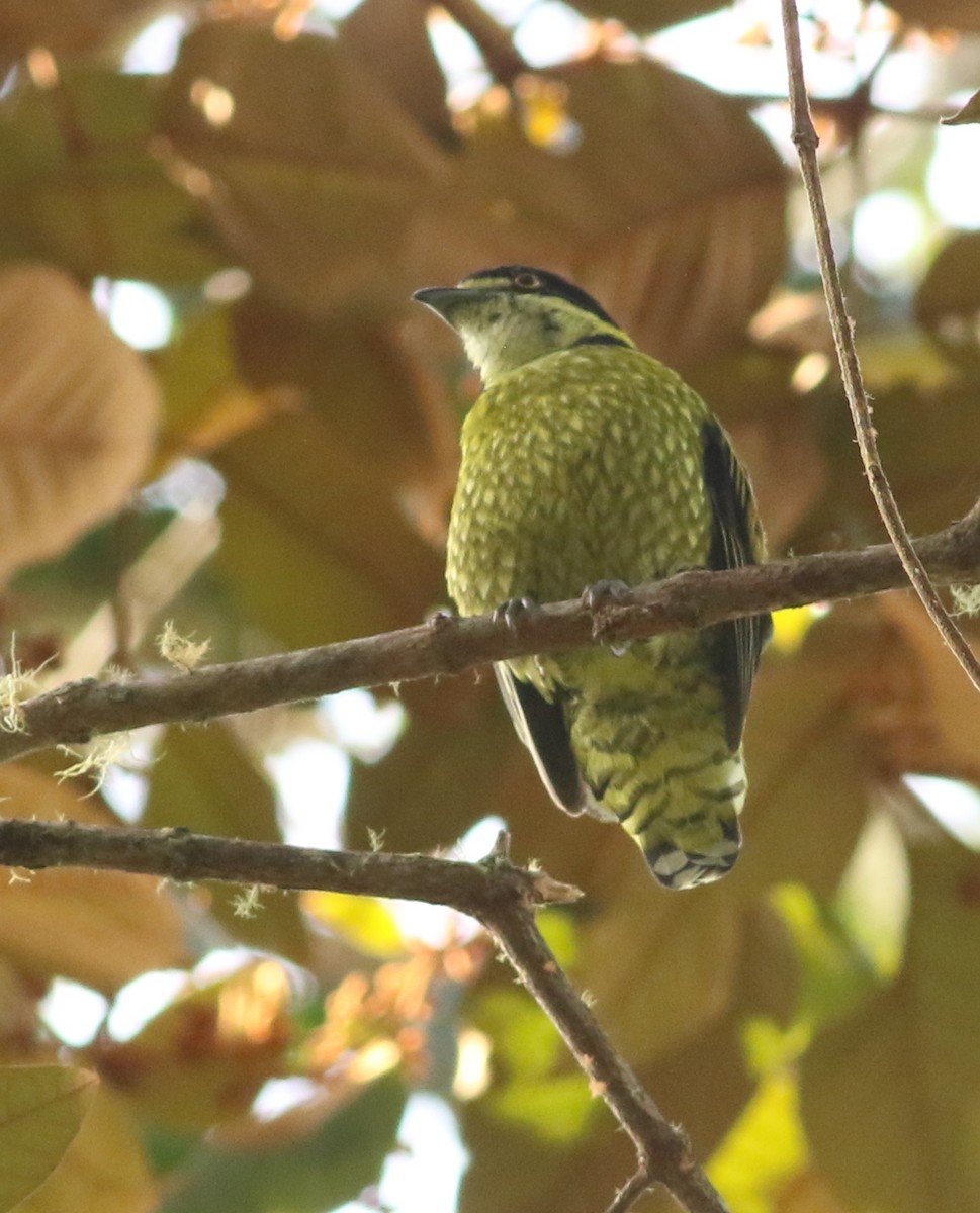 Scaled Fruiteater - ML634520960