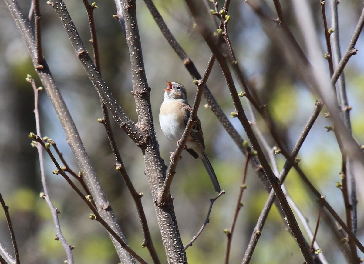 ヒメドリ - ML634520965