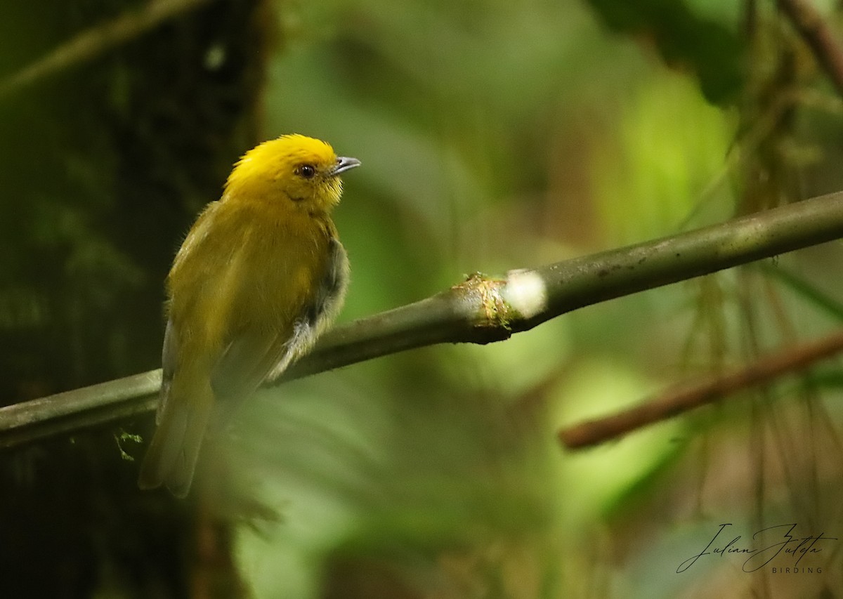 Yellow-headed Manakin - ML634520970