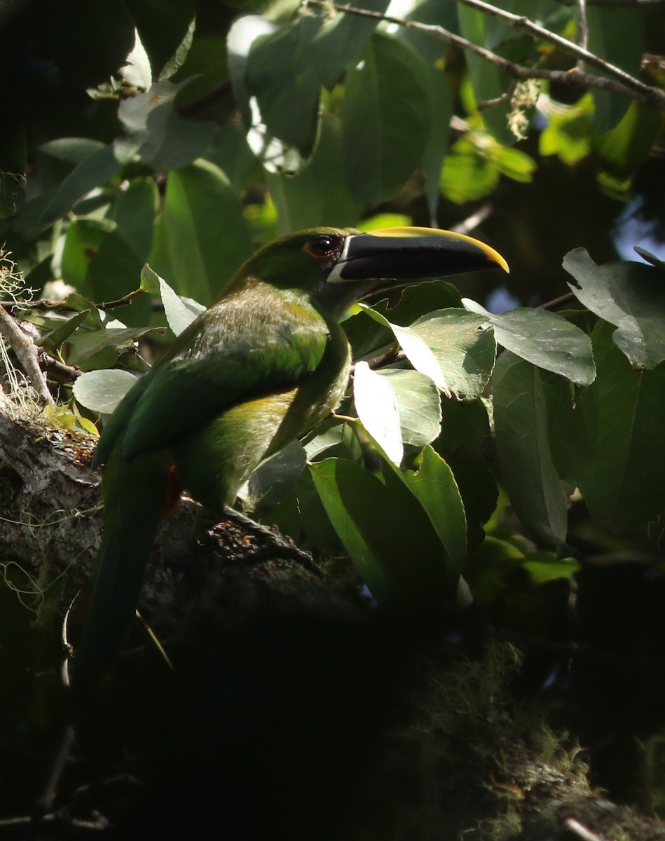 Southern Emerald-Toucanet - ML634520974