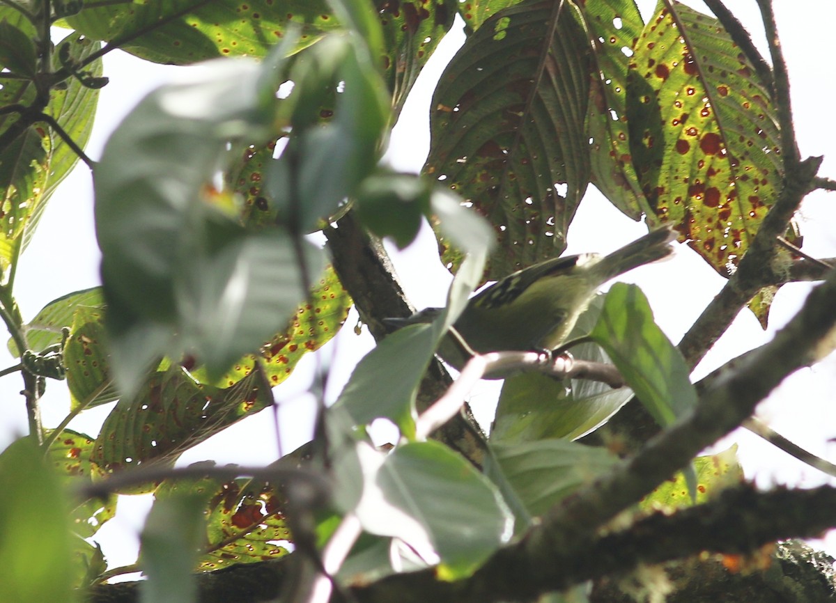 Yellow-breasted Antwren - ML634520990