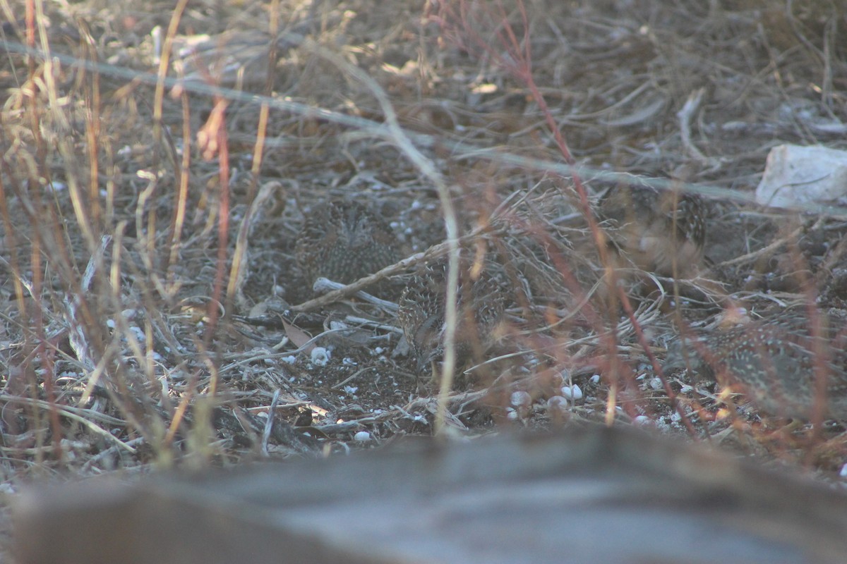Painted Buttonquail - ML634521145