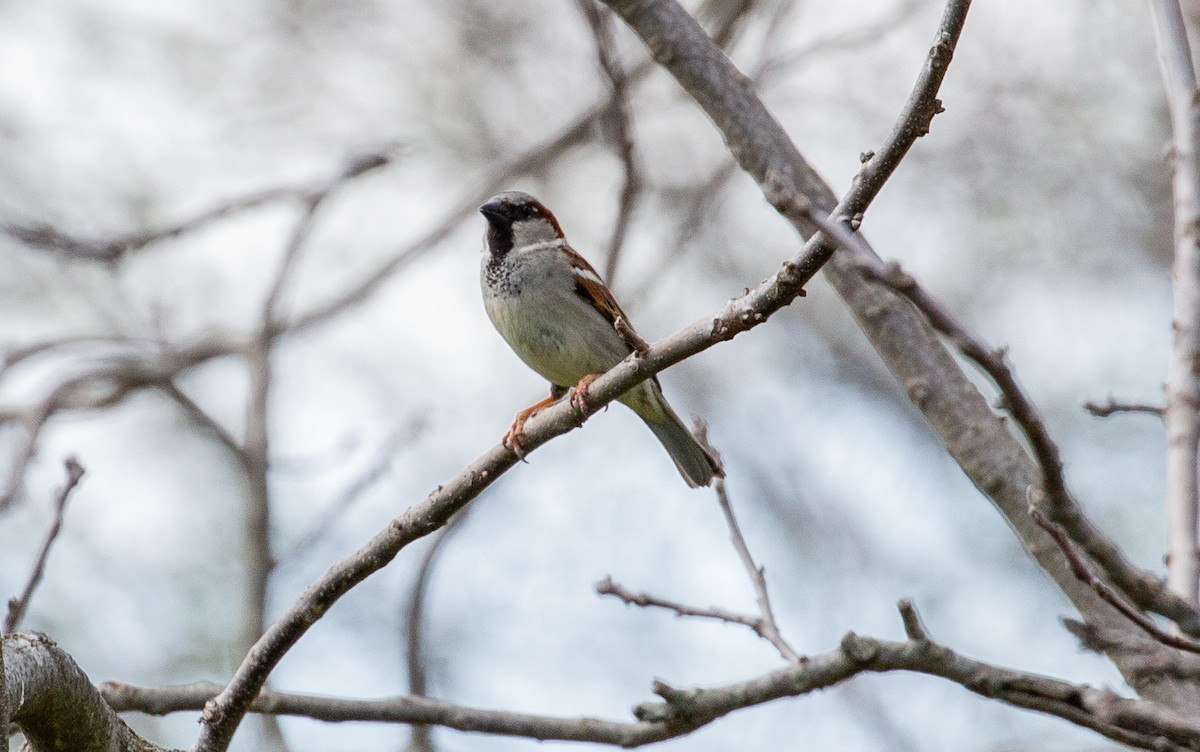 家麻雀 - ML634521148