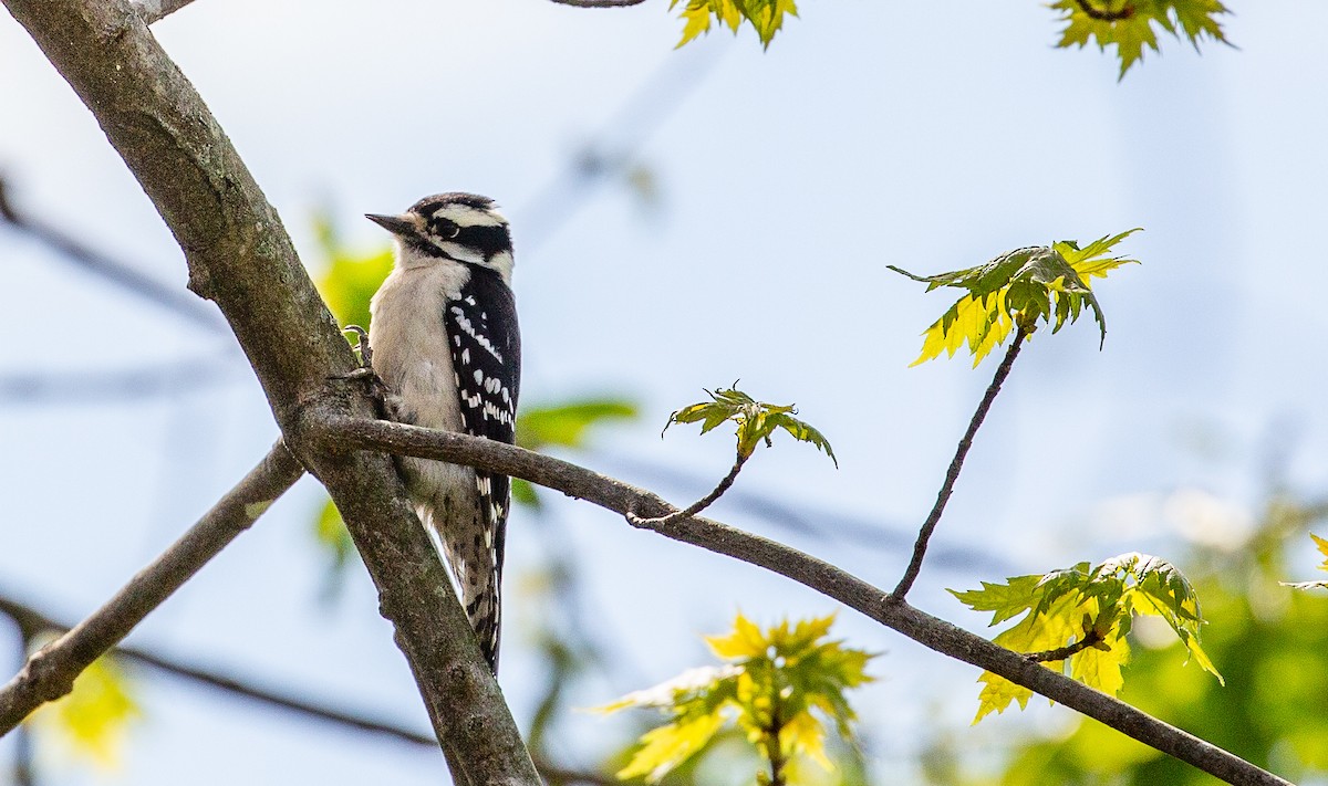 Downy Woodpecker - ML634521155
