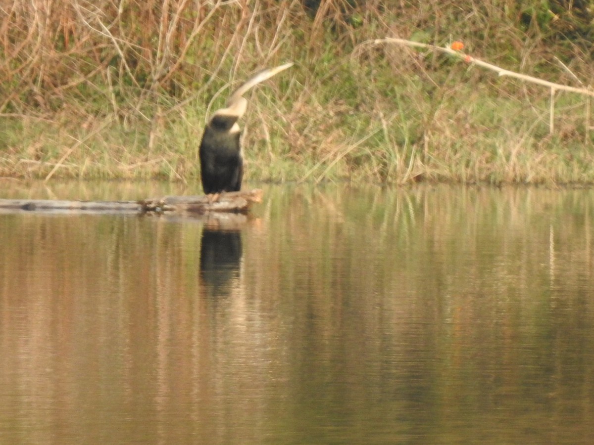 Oriental Darter - ML634521175