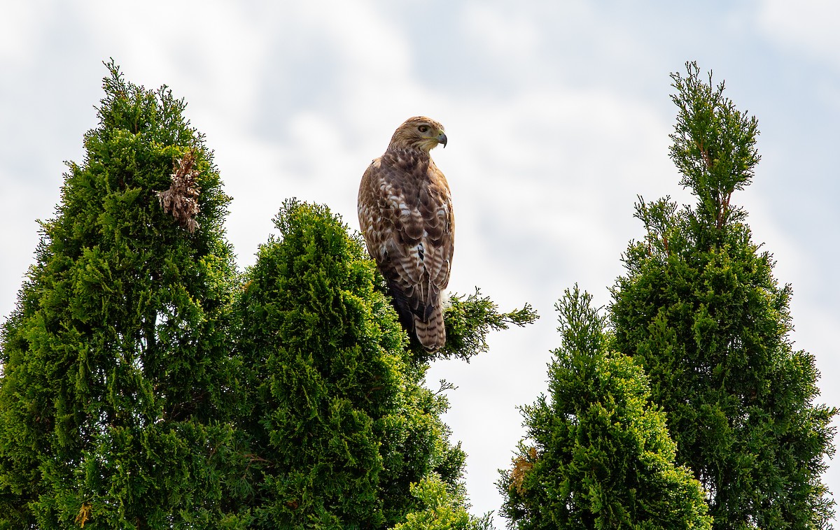Red-tailed Hawk - ML634521187