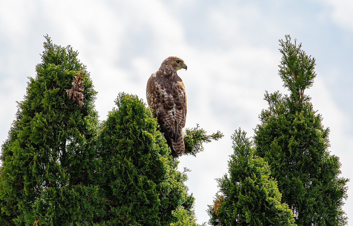 Red-tailed Hawk - ML634521188