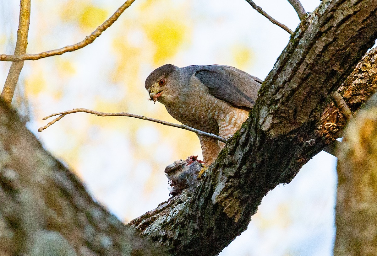 Cooper's Hawk - ML634521225