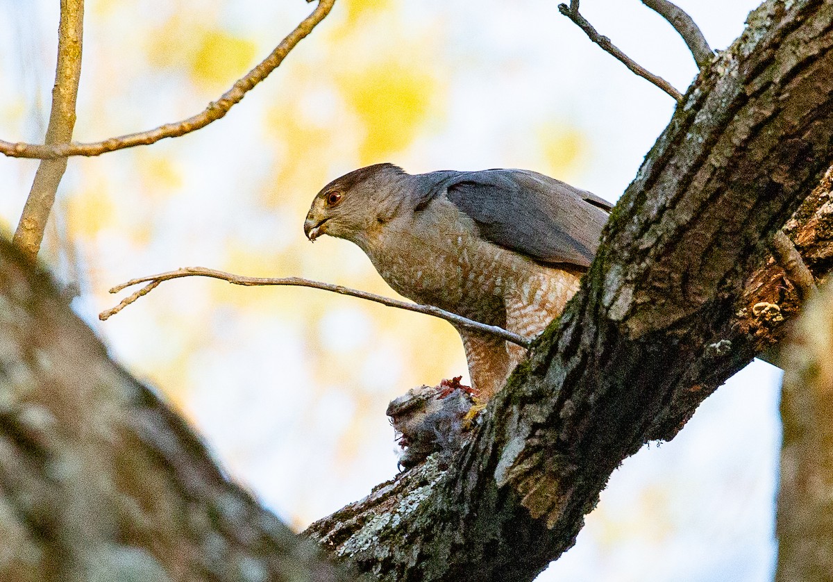 Cooper's Hawk - ML634521226