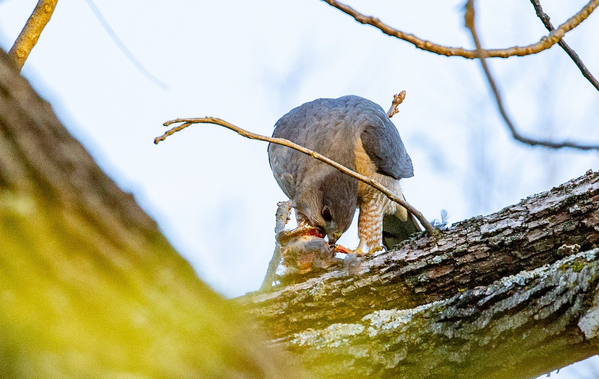 Cooper's Hawk - ML634521227