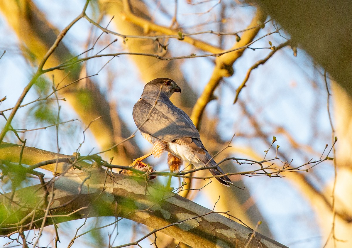 Cooper's Hawk - ML634521228