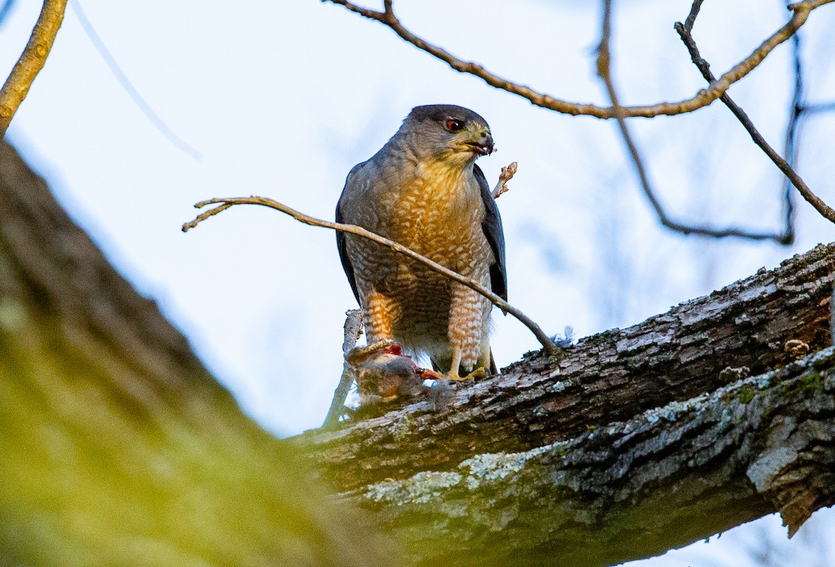 Cooper's Hawk - ML634521229