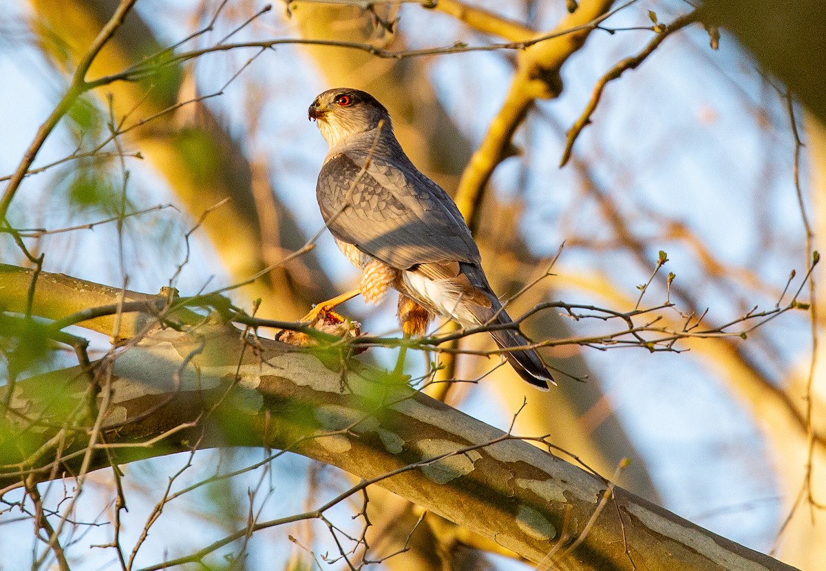 Cooper's Hawk - ML634521230