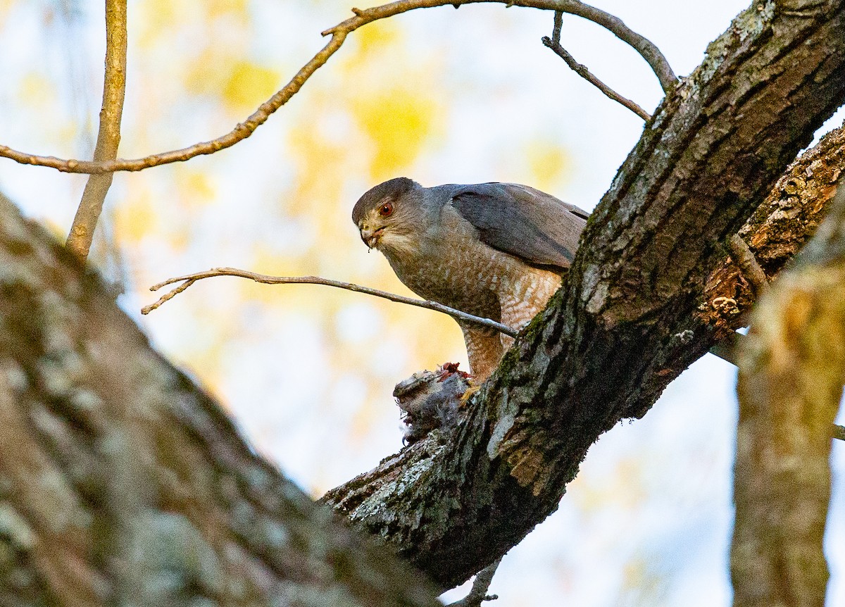 Cooper's Hawk - ML634521231