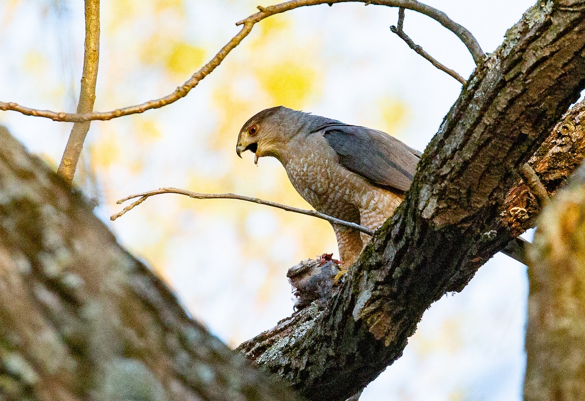 Cooper's Hawk - ML634521232