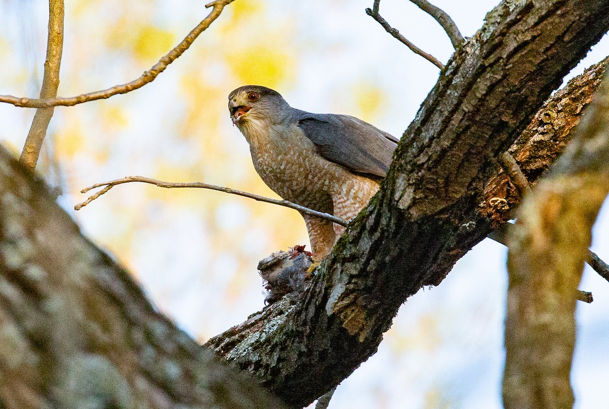 Cooper's Hawk - ML634521233