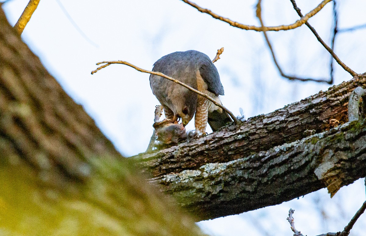 Cooper's Hawk - ML634521234