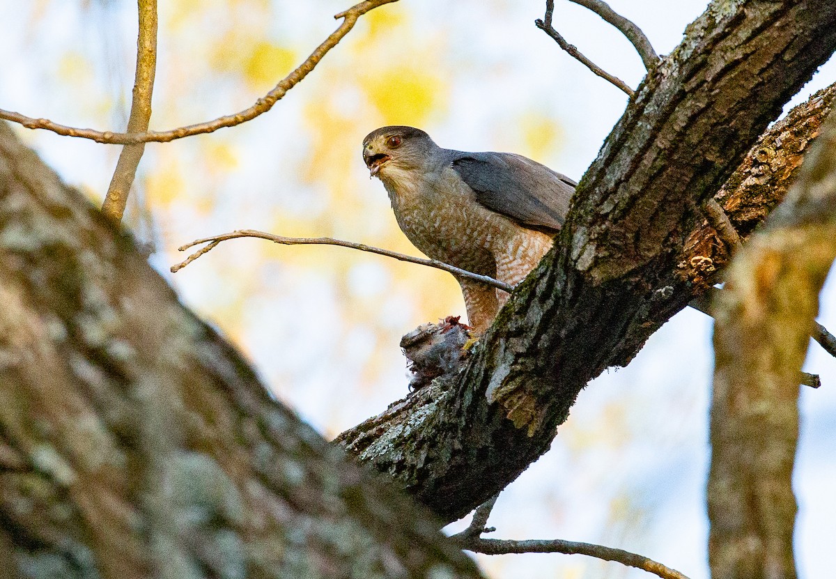 Cooper's Hawk - ML634521235