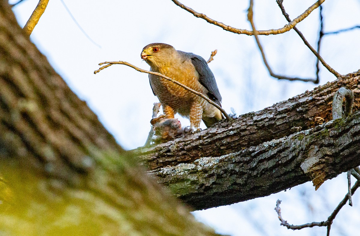 Cooper's Hawk - ML634521236