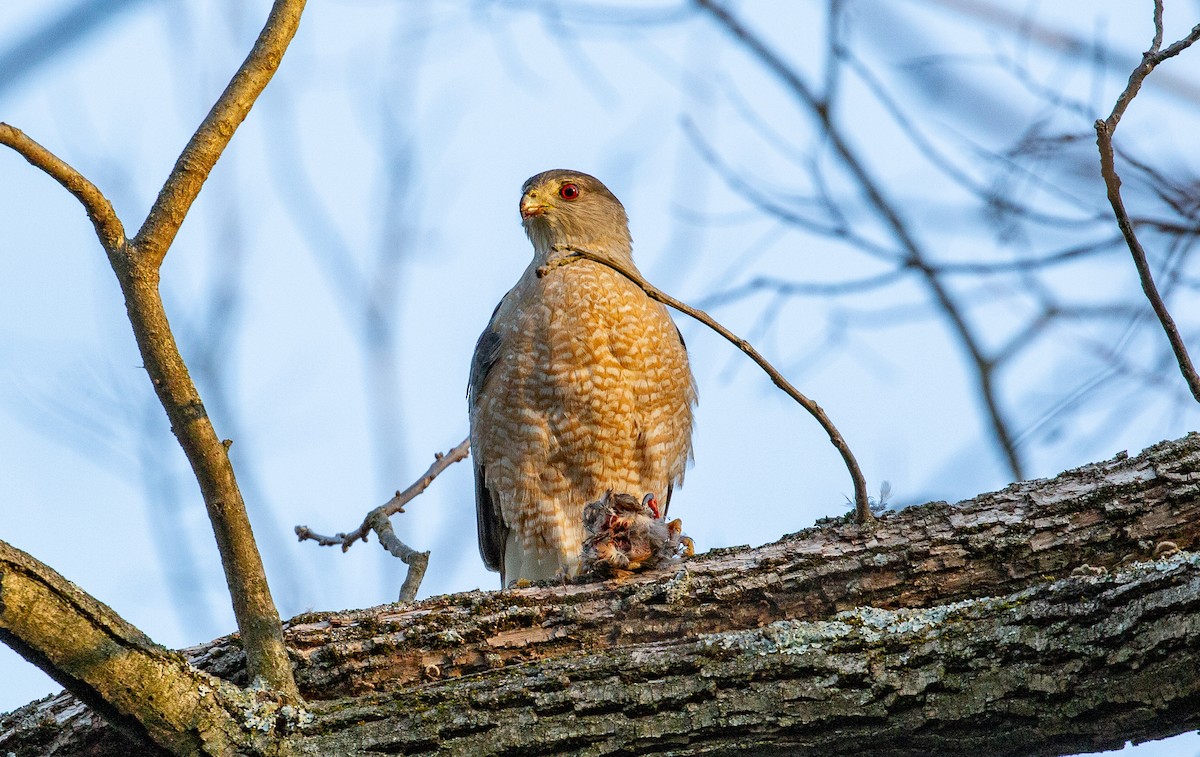 Cooper's Hawk - ML634521237