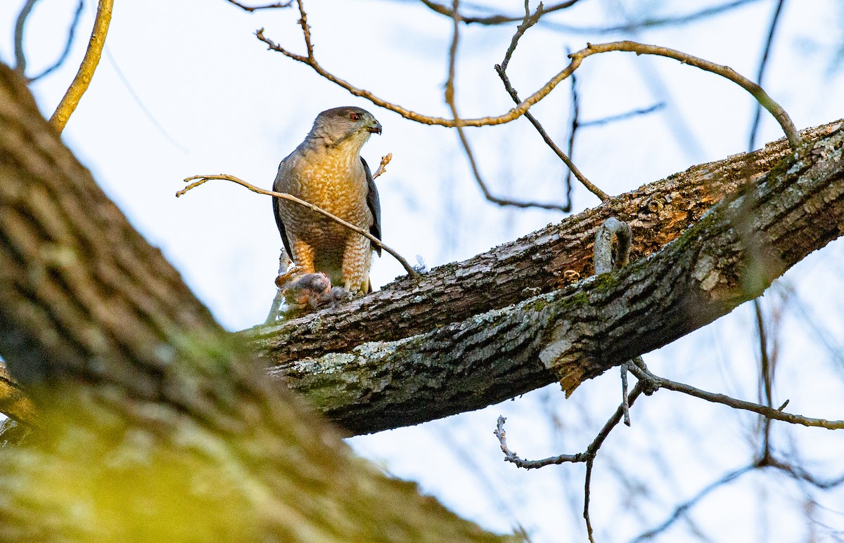Cooper's Hawk - ML634521238