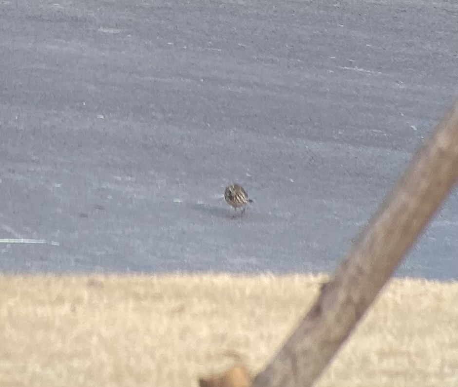 Siberian Pipit - ML634521243