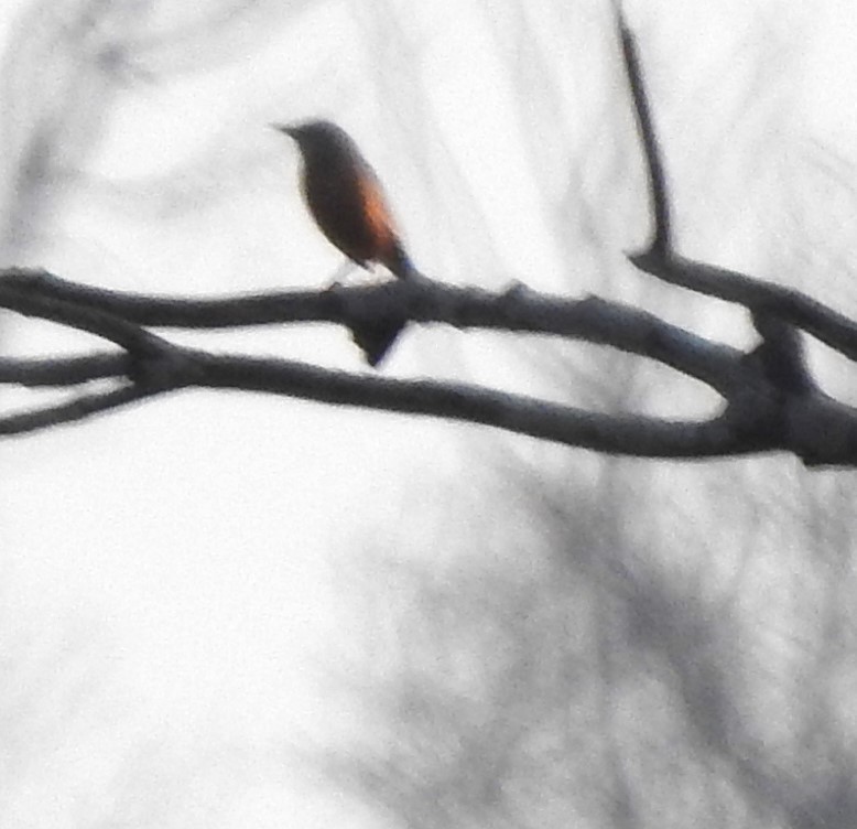 Chestnut-tailed Starling - ML634521264