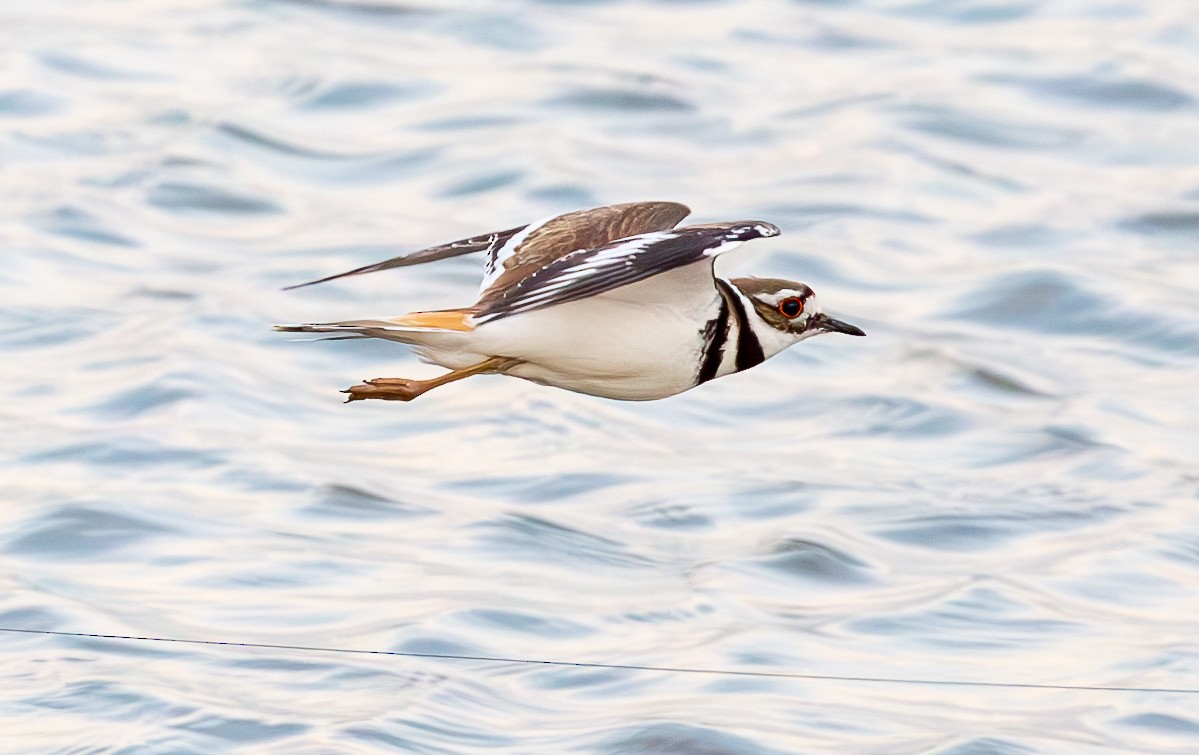 Killdeer - ML634521360