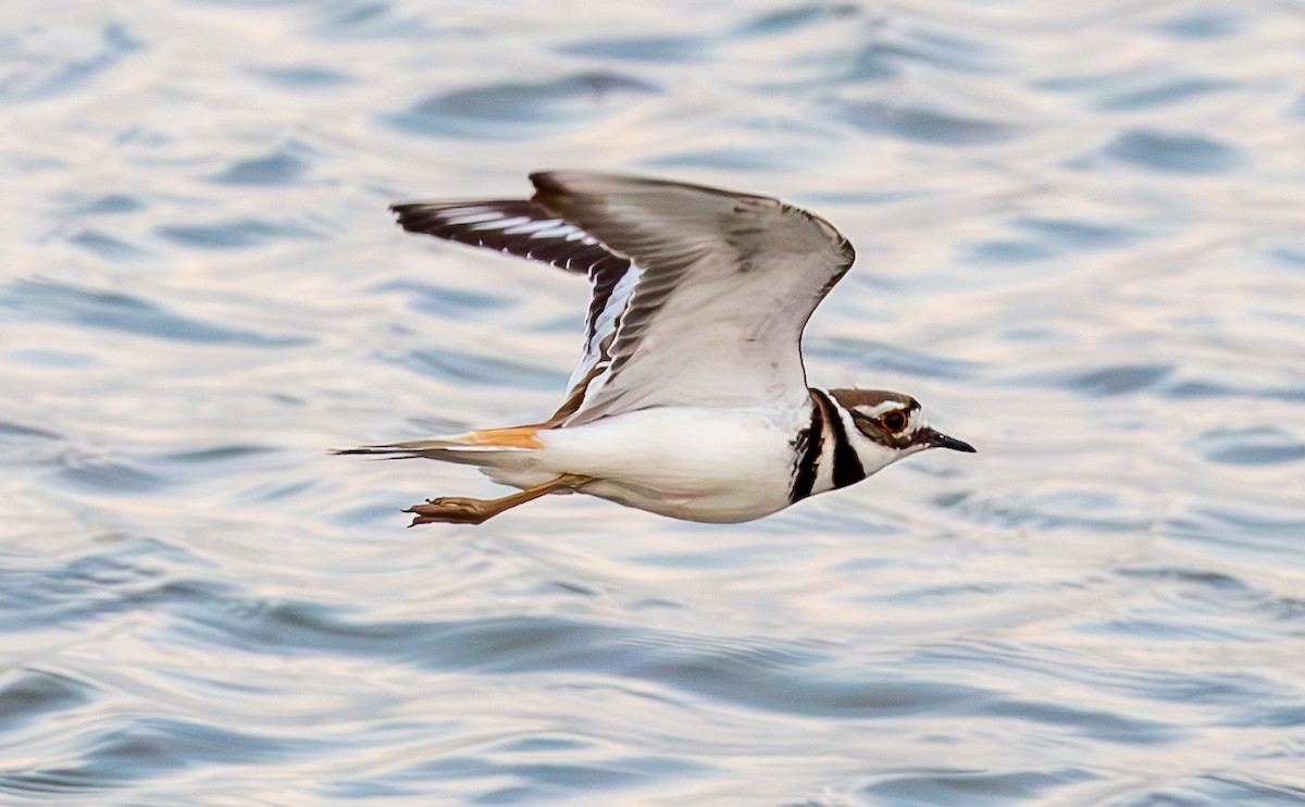 Killdeer - ML634521361