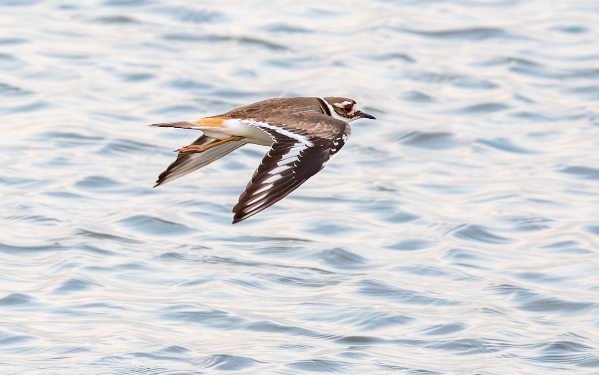 Killdeer - ML634521362