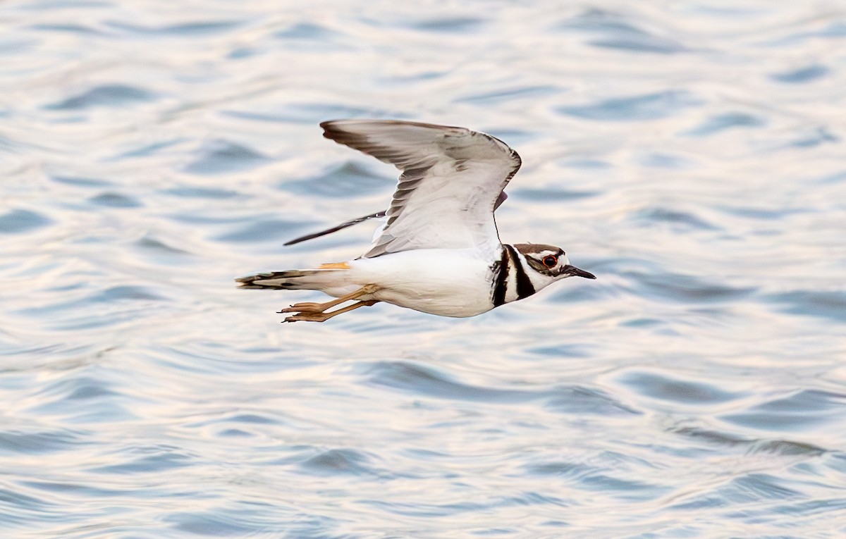Killdeer - ML634521363