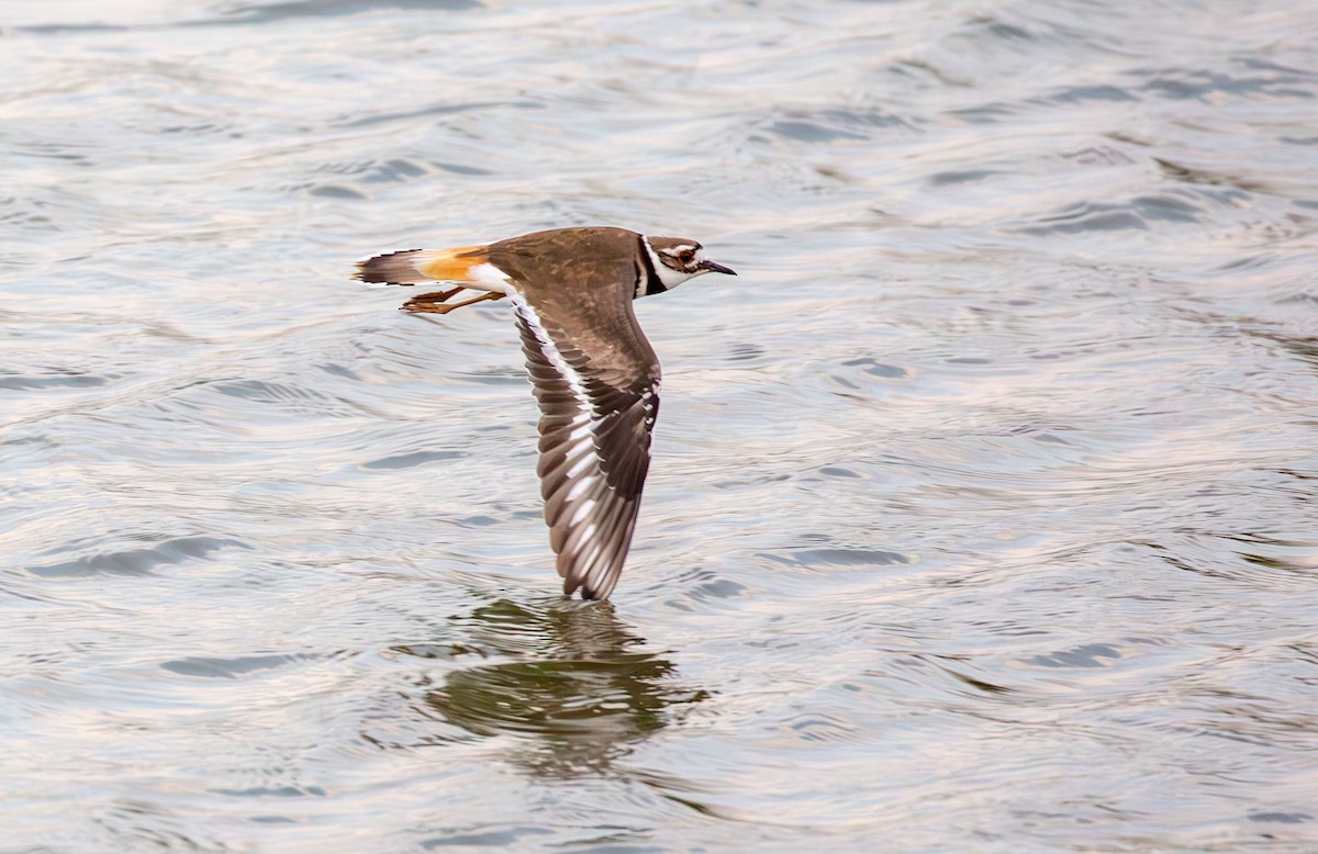 Killdeer - ML634521364