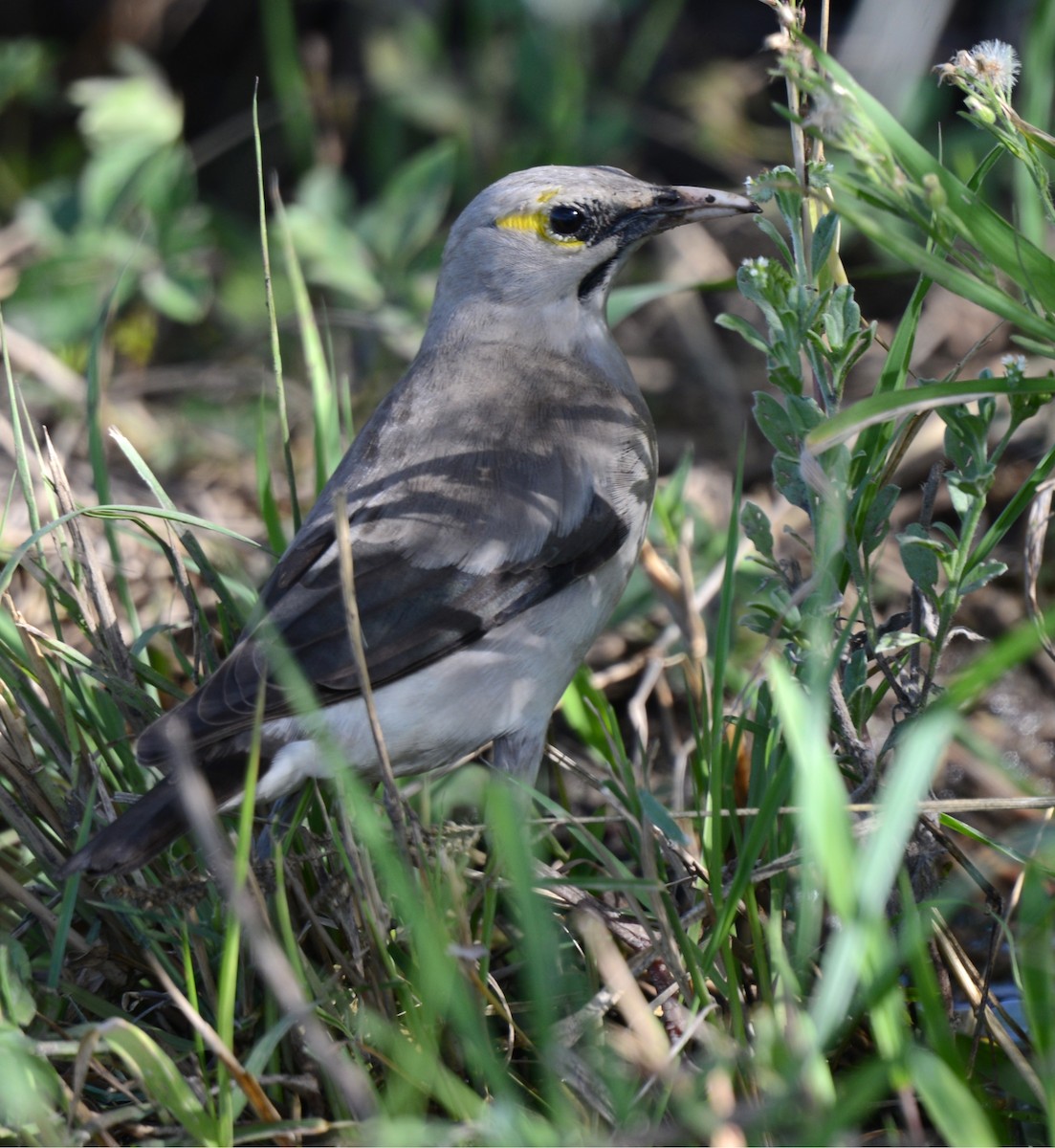 Wattled Starling - ML634521394