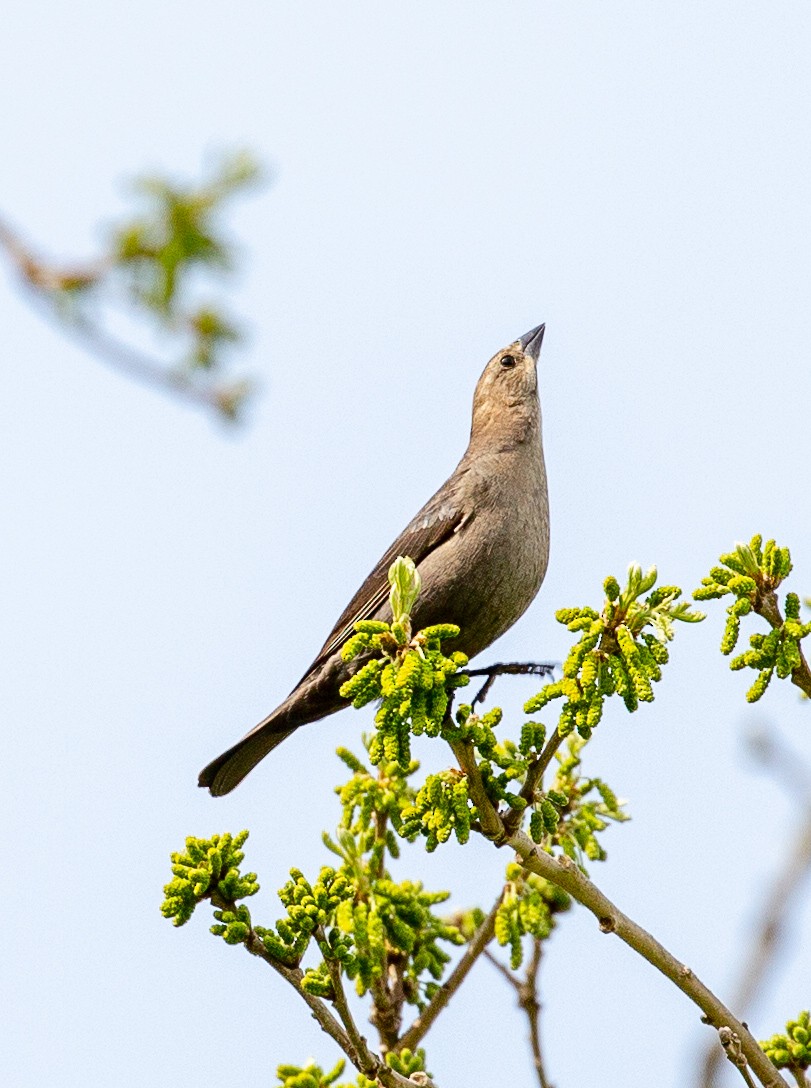Brown-headed Cowbird - ML634521440