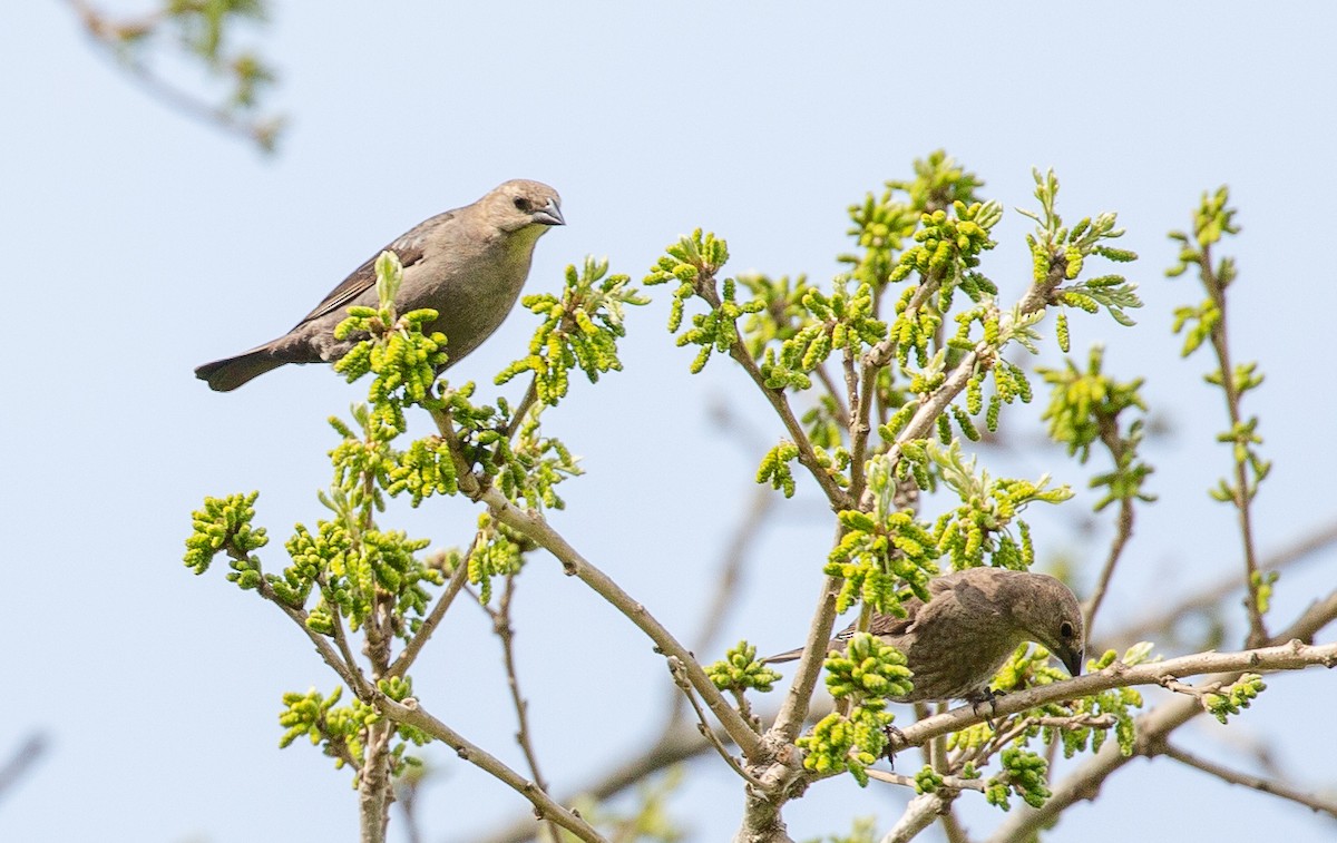 Brown-headed Cowbird - ML634521441