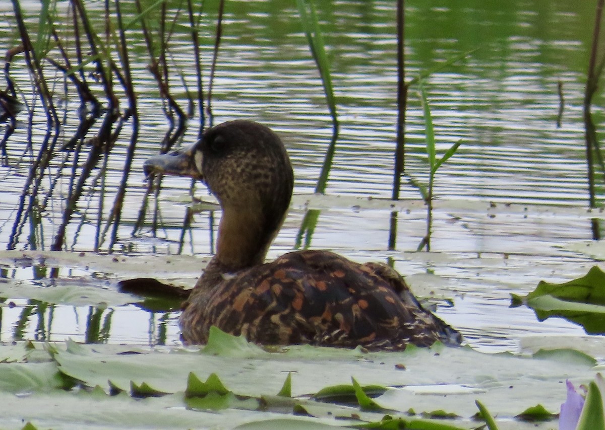Dendrocygne à dos blanc - ML634521443