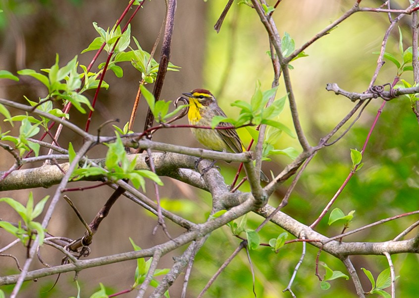 Palm Warbler - ML634521446