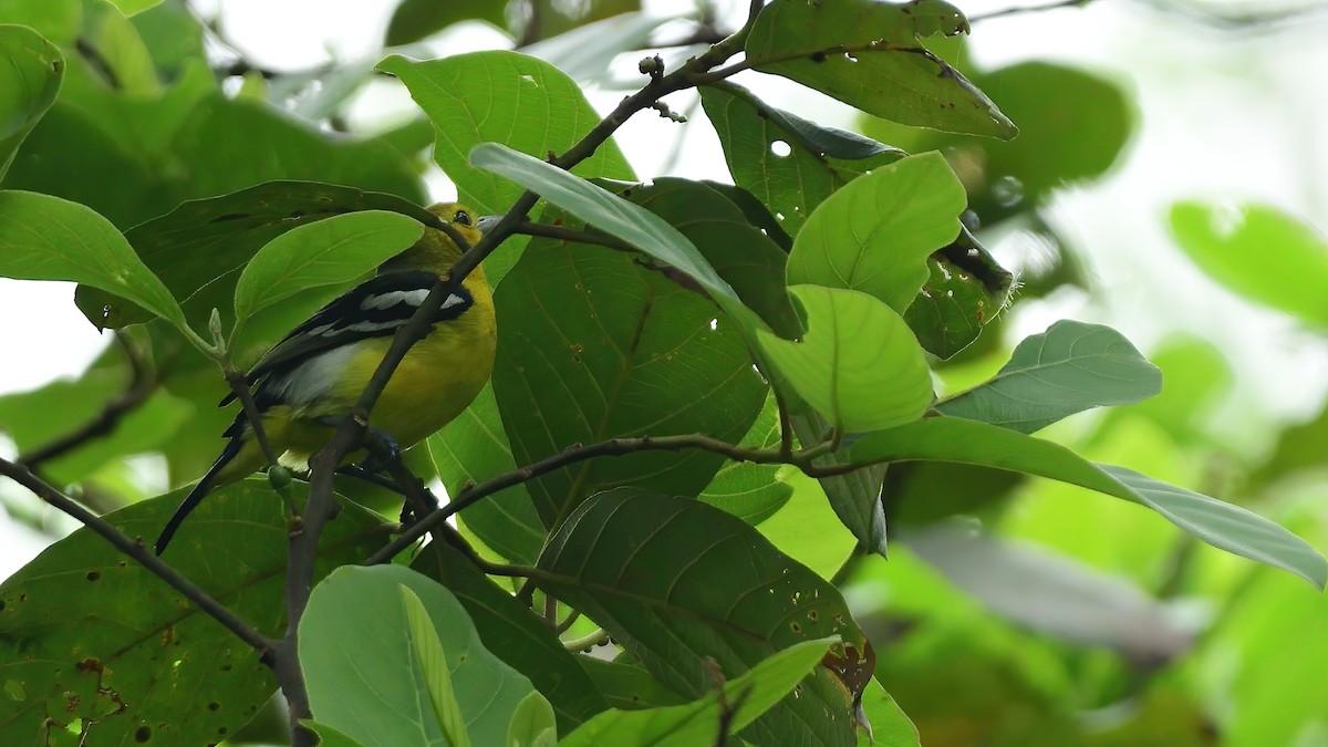 Common Iora - ML634521470