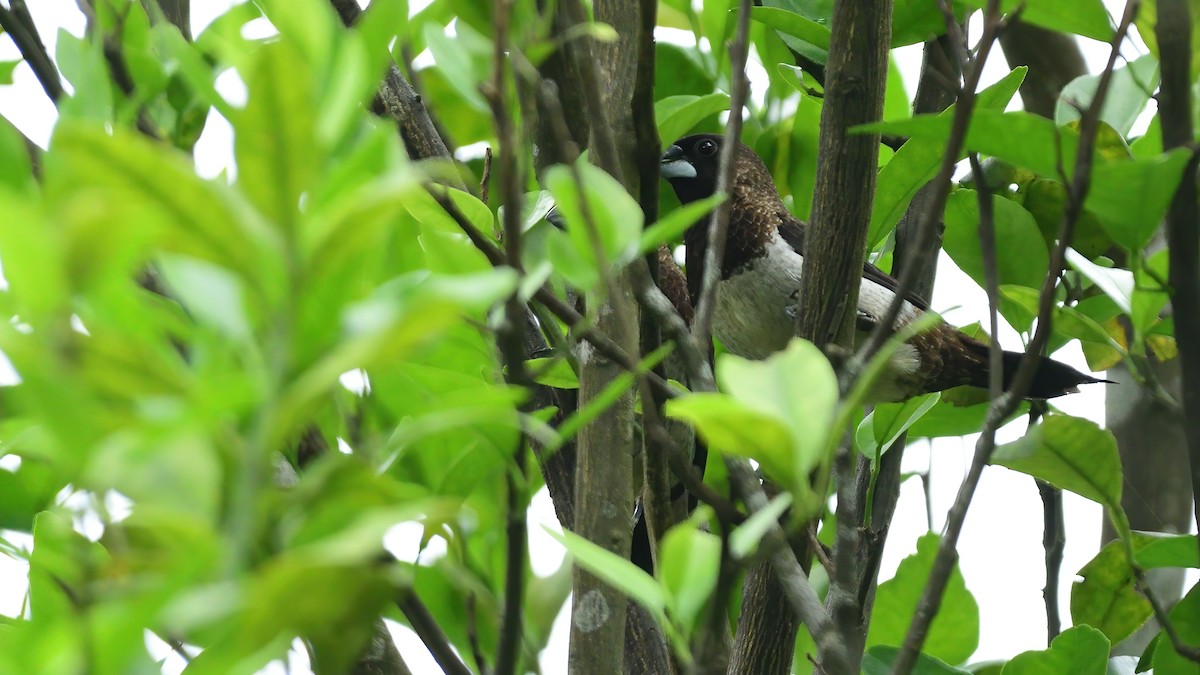 White-rumped Munia - ML634521493