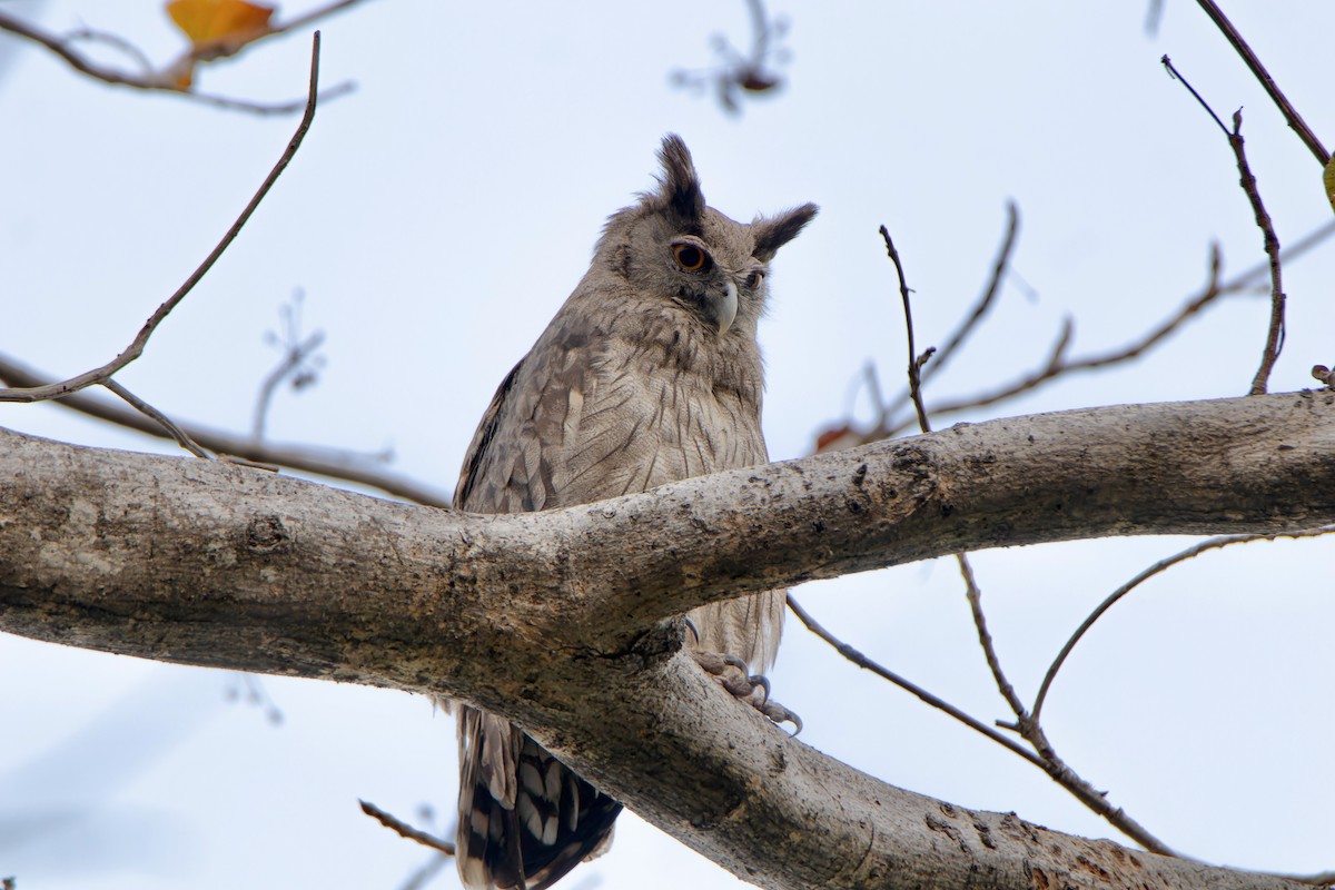 Dusky Eagle-Owl - ML634521500