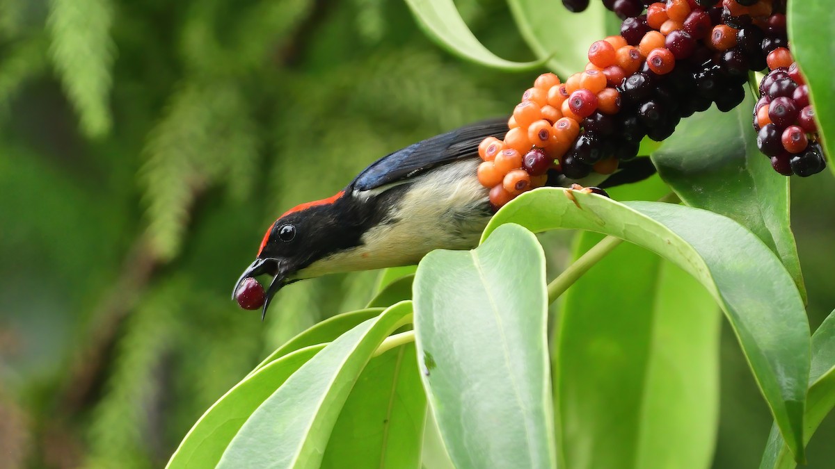 Scarlet-backed Flowerpecker - ML634521510