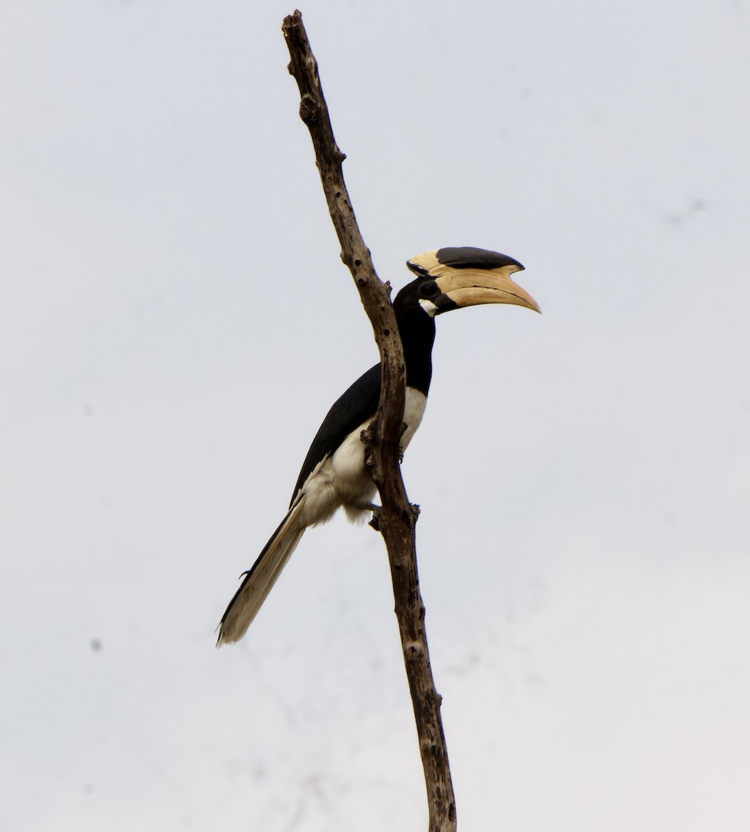 Malabar Pied-Hornbill - ML634521511