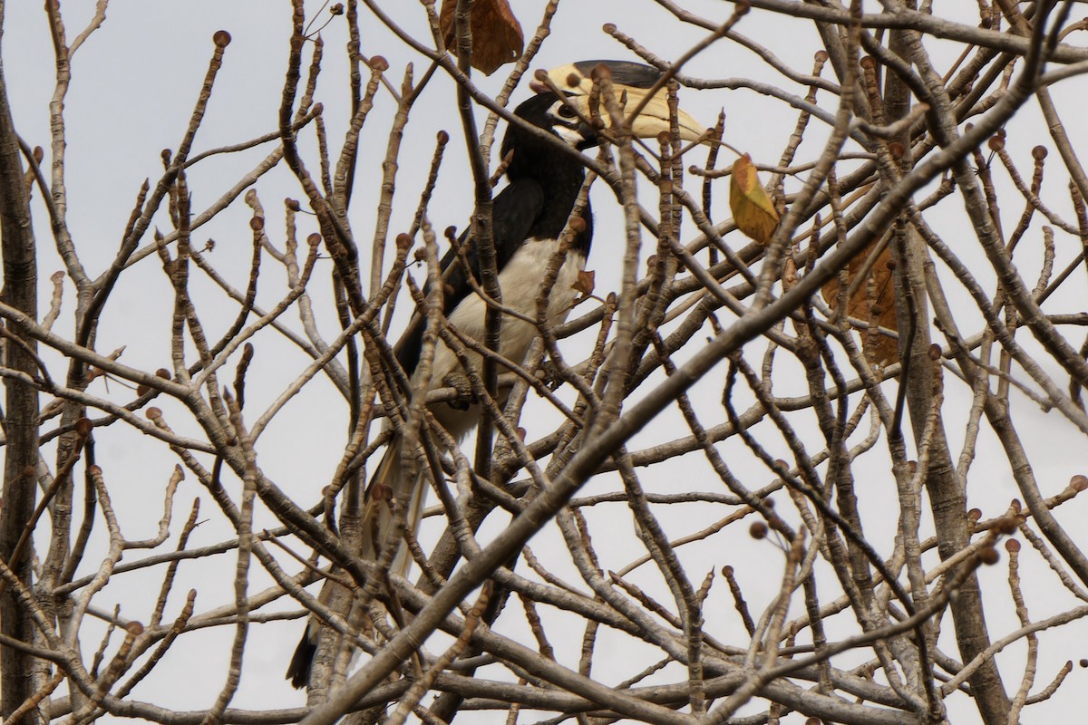 Malabar Pied-Hornbill - ML634521512