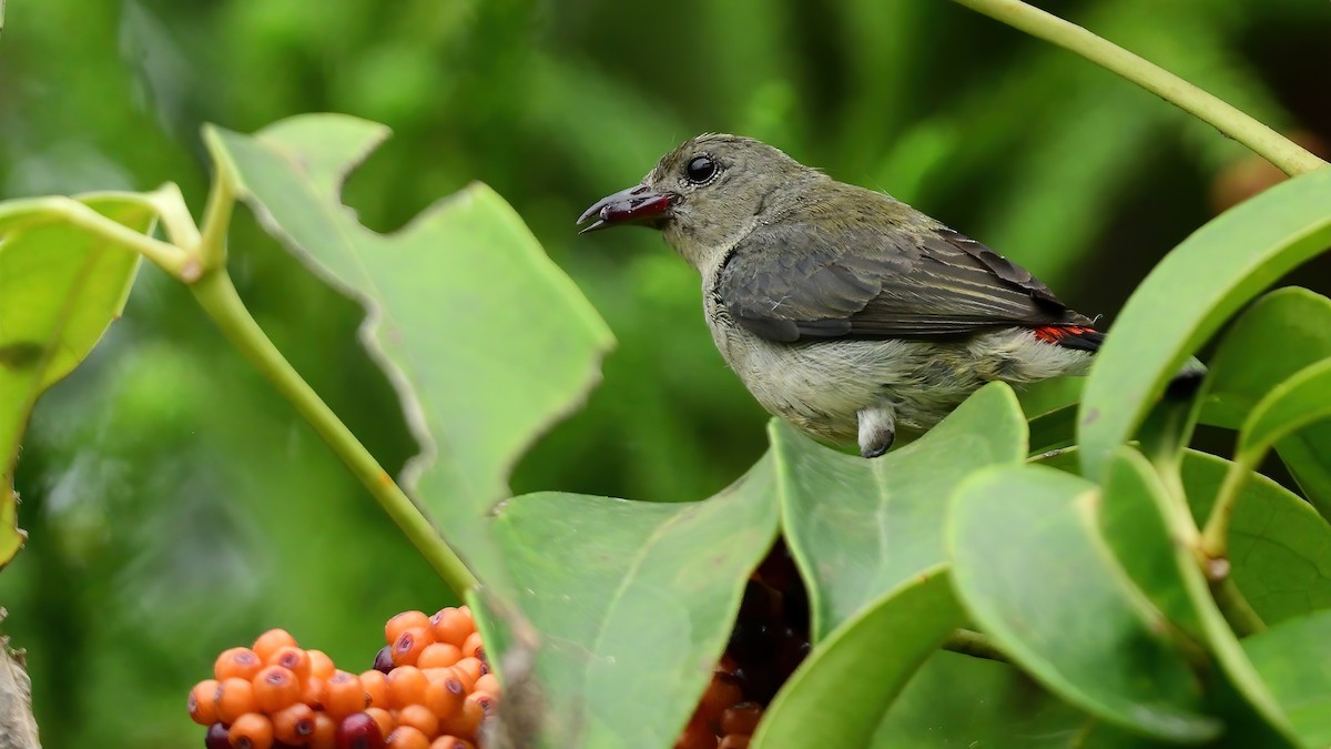 Scarlet-backed Flowerpecker - ML634521518