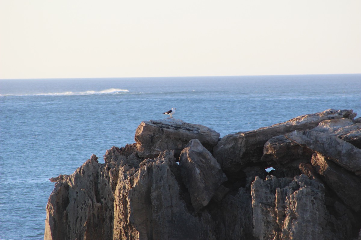 Pacific Gull - ML634521524