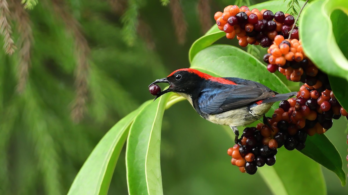 Scarlet-backed Flowerpecker - ML634521531