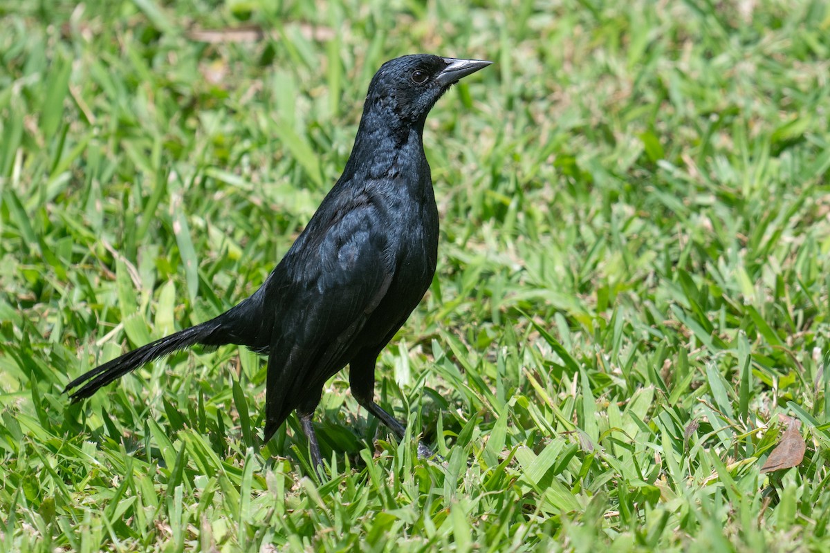 Scrub Blackbird - ML634521562