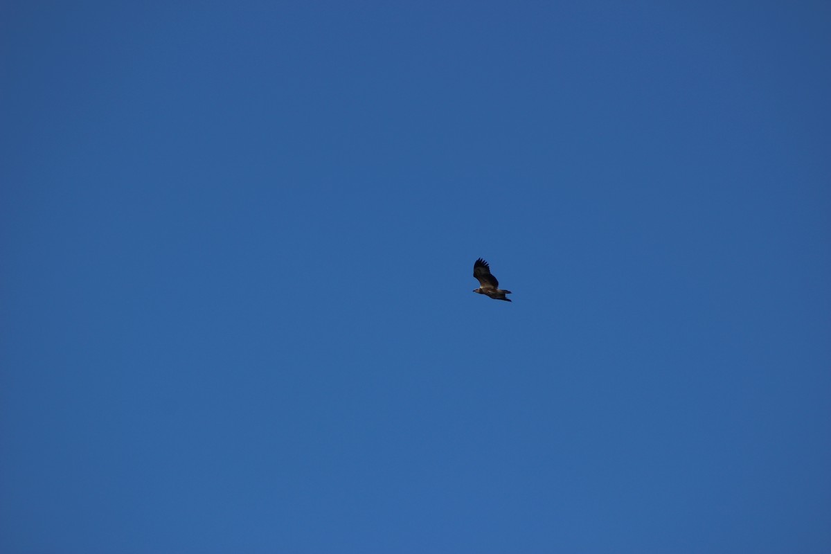 White-bellied Sea-Eagle - ML634521574