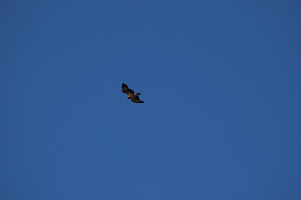 White-bellied Sea-Eagle - ML634521575