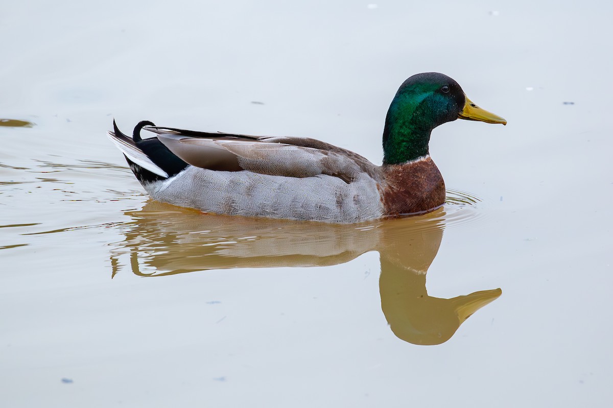 綠頭鴨 - ML634521584